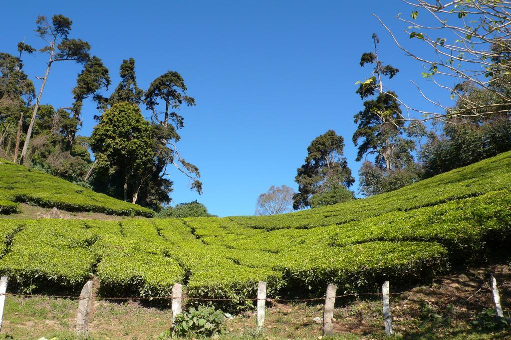 Green Magic Home Munnar Exterior foto